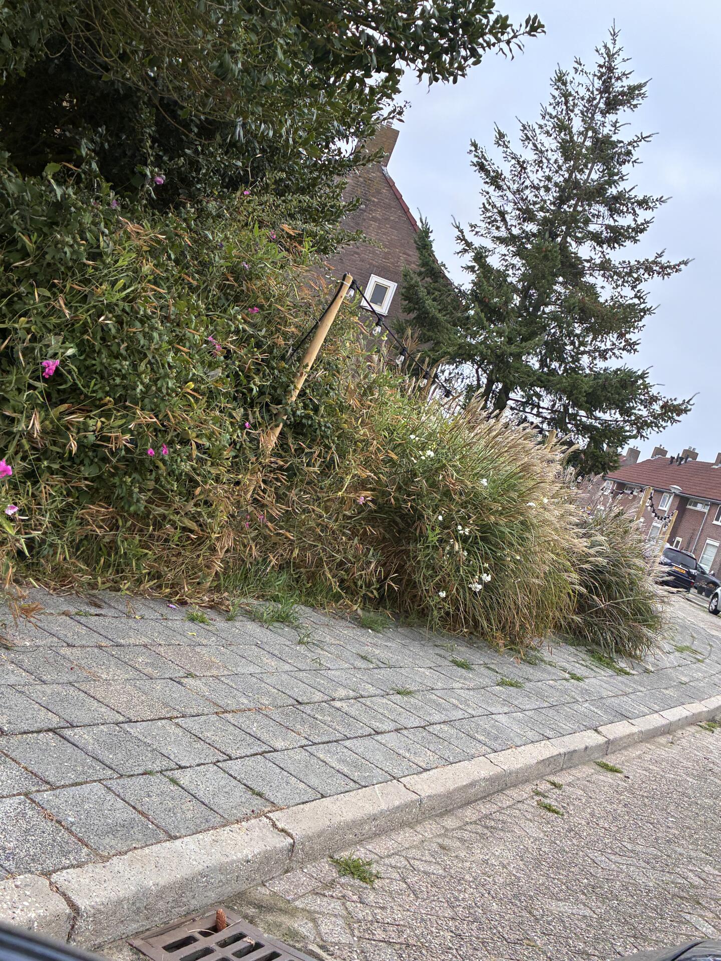 Foto bij melding 5578240 · Openbaar groen