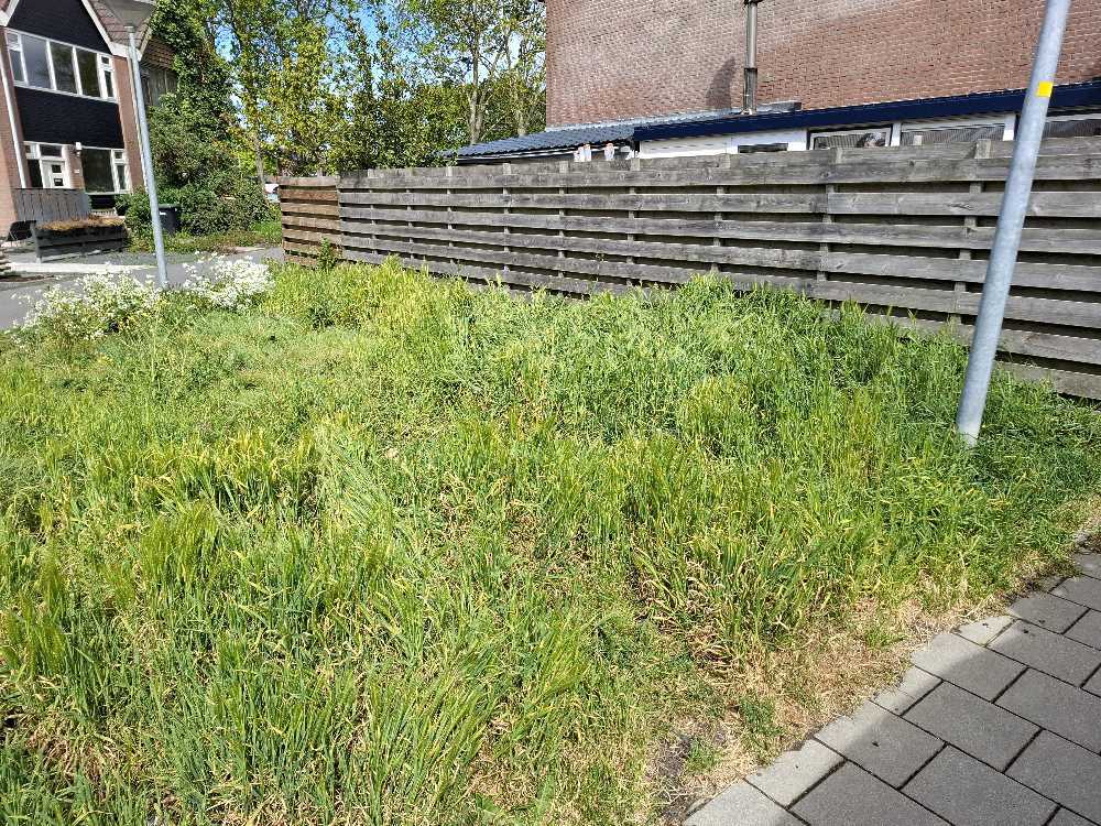 Foto bij melding 5099181 · Groenonderhoud