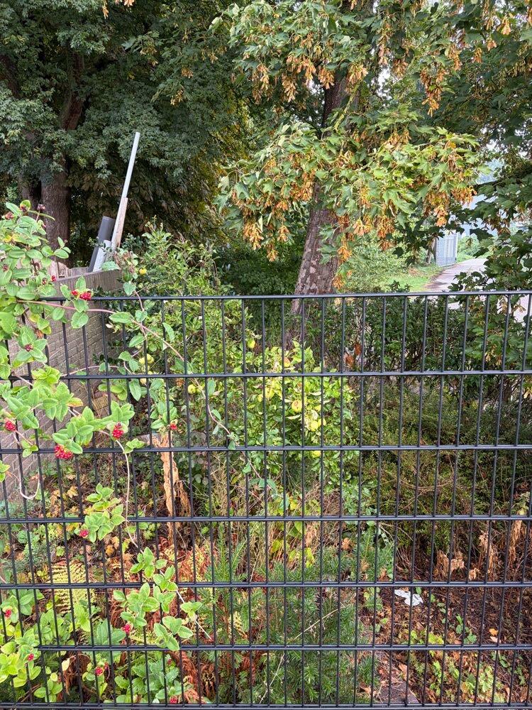Foto bij melding 5515540 · Openbaar groen