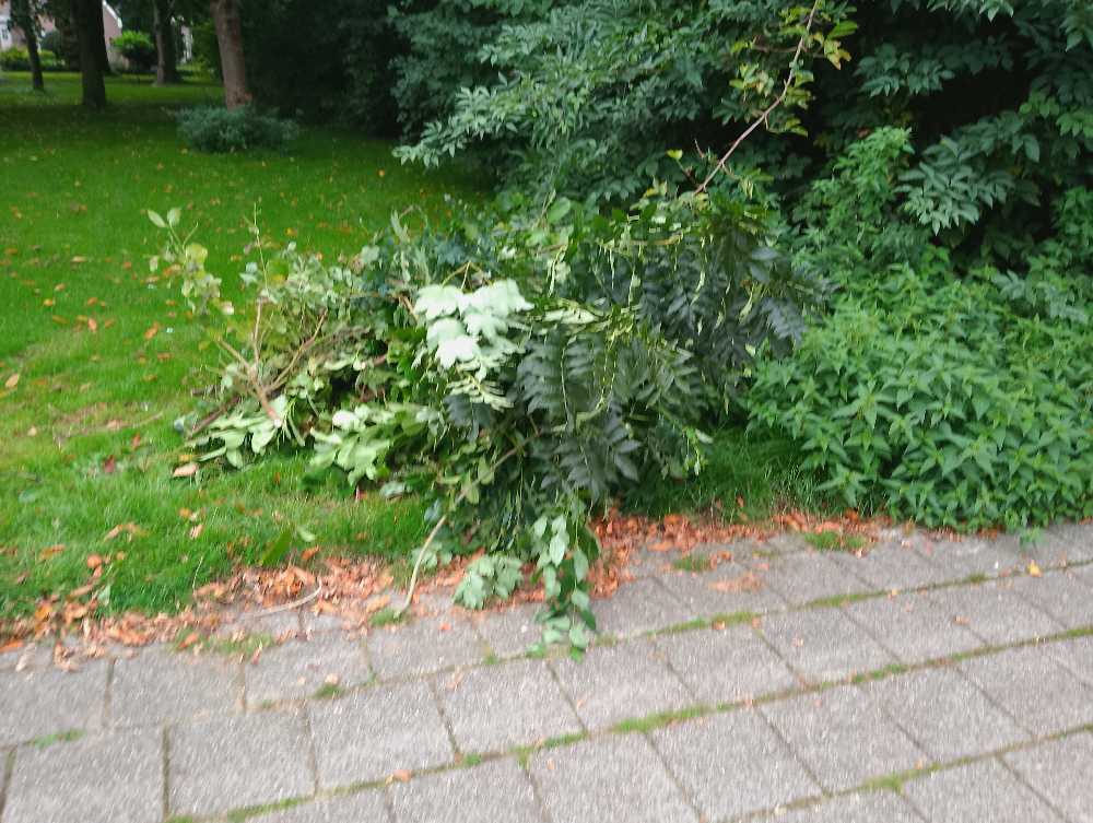 Foto bij melding 5610704 · Openbaar groen