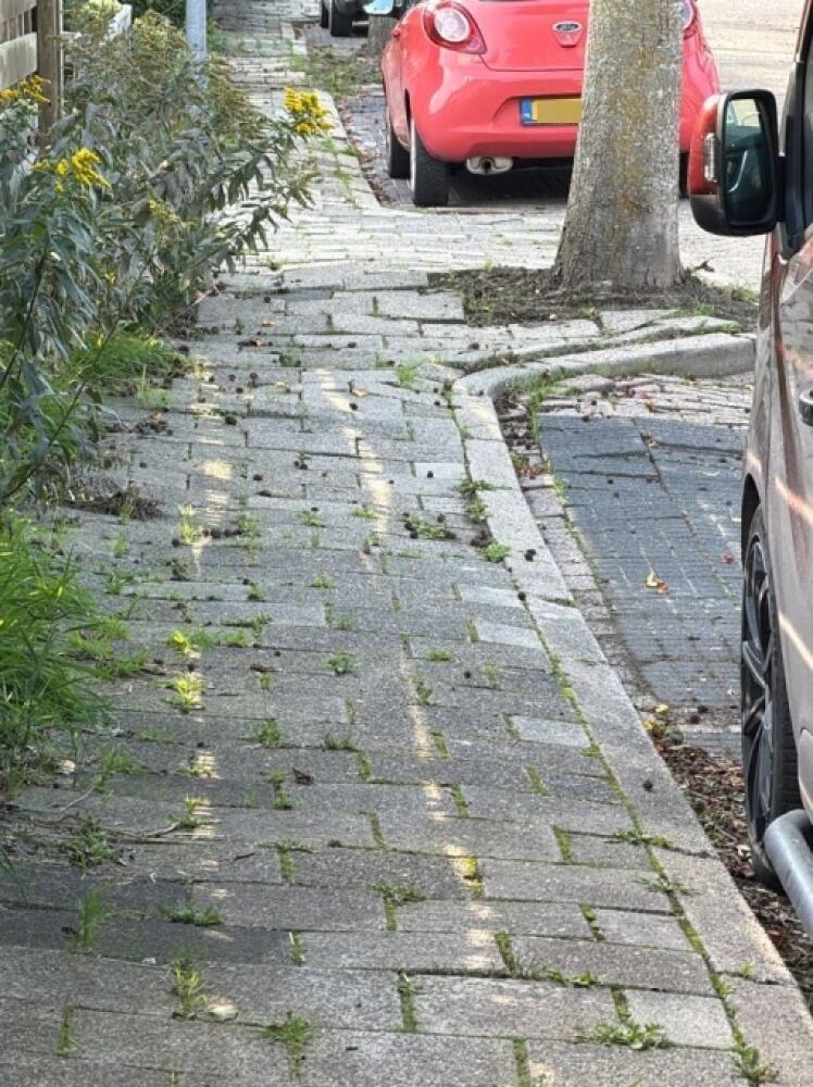 Foto bij melding 5647602 · Wegen, fietspaden, en stoepen
