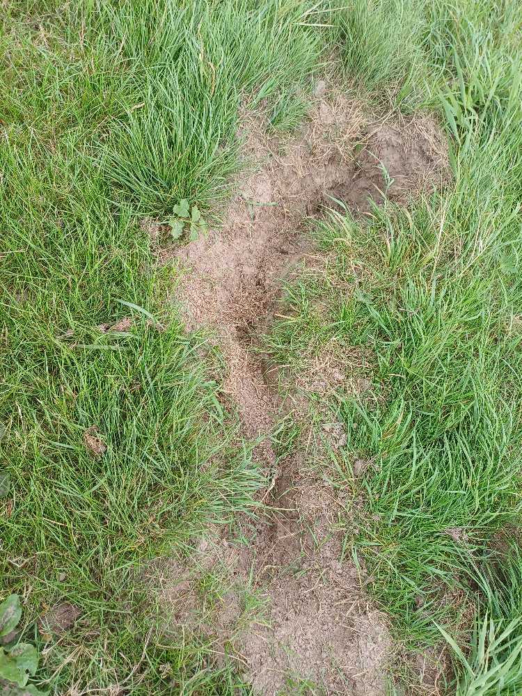 Foto bij melding 5554685 · Wegen, fietspaden, en stoepen