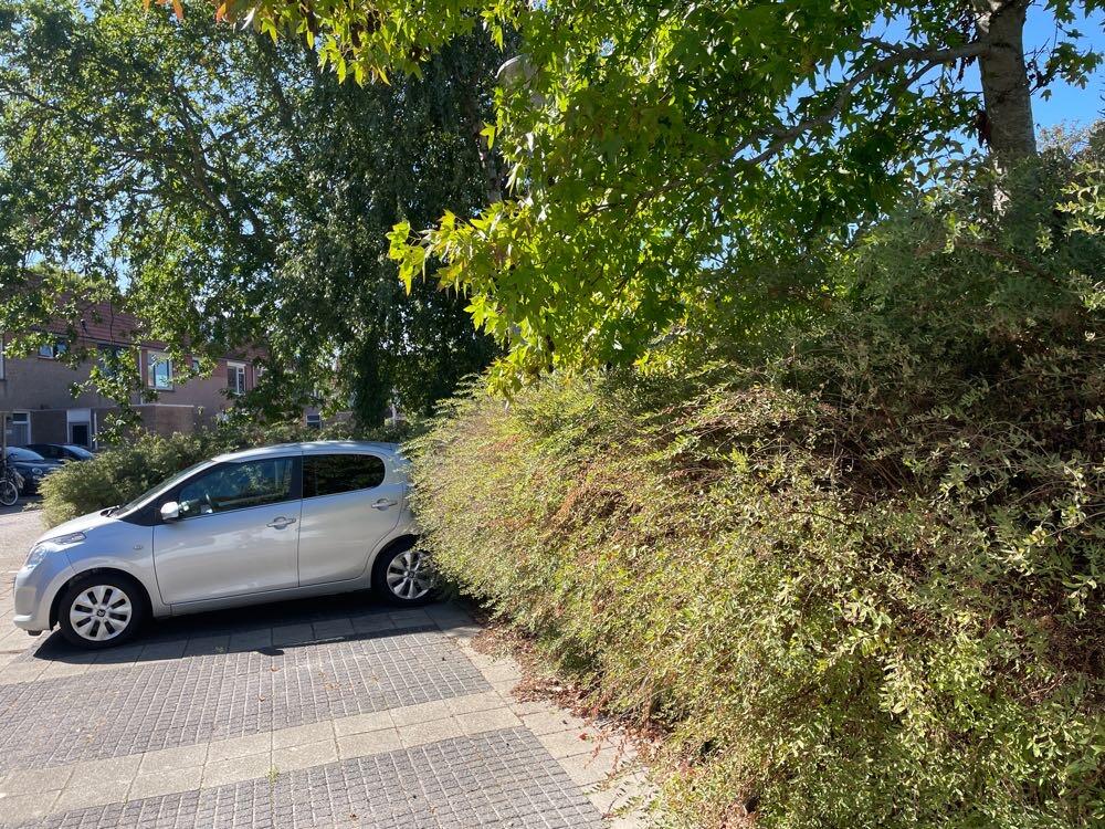 Foto bij melding 5500952 · Groenonderhoud