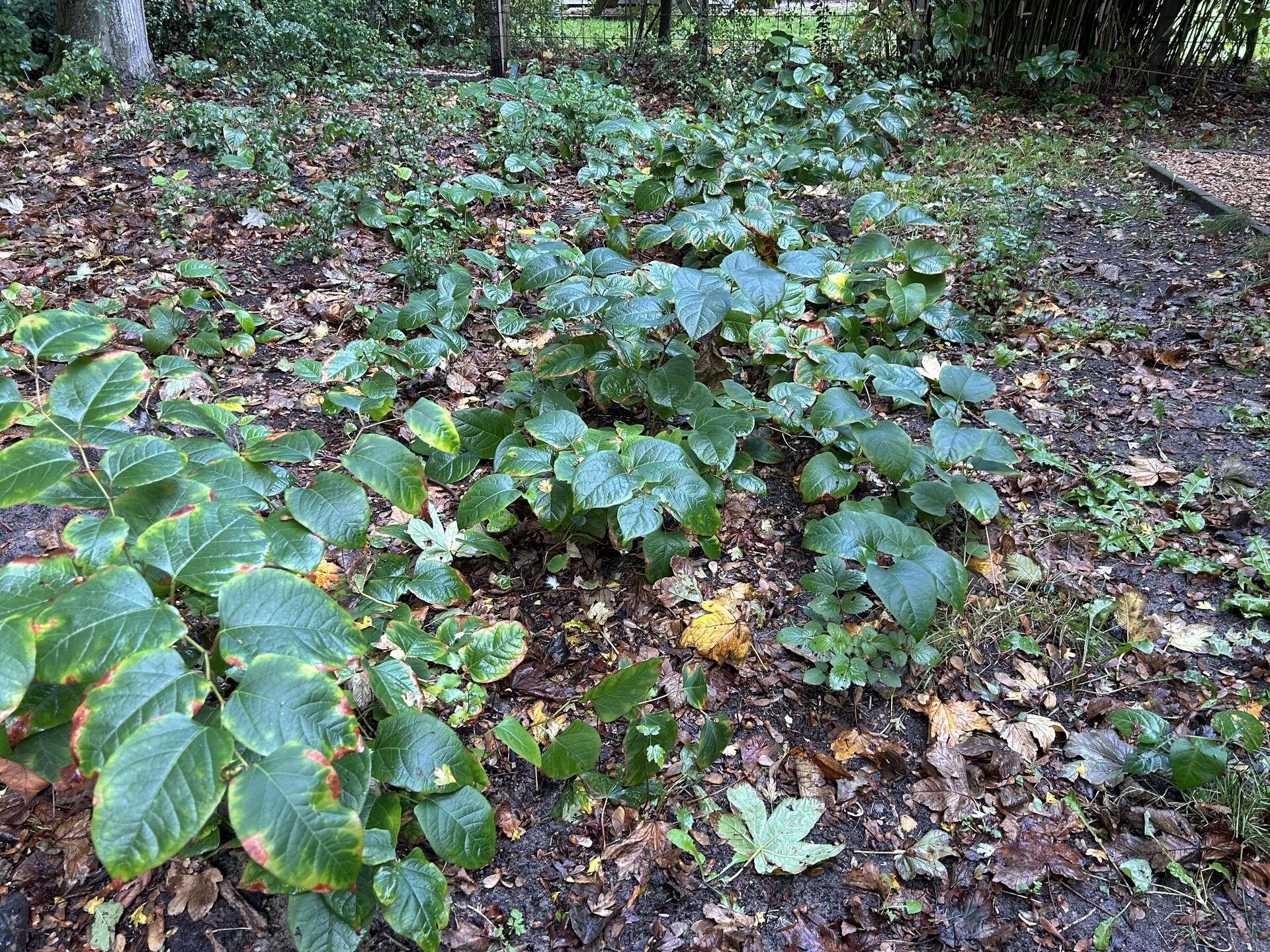 Foto bij melding 5675556 · Groenonderhoud