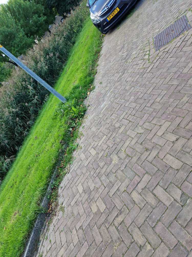 Foto bij melding 5602160 · Openbaar groen