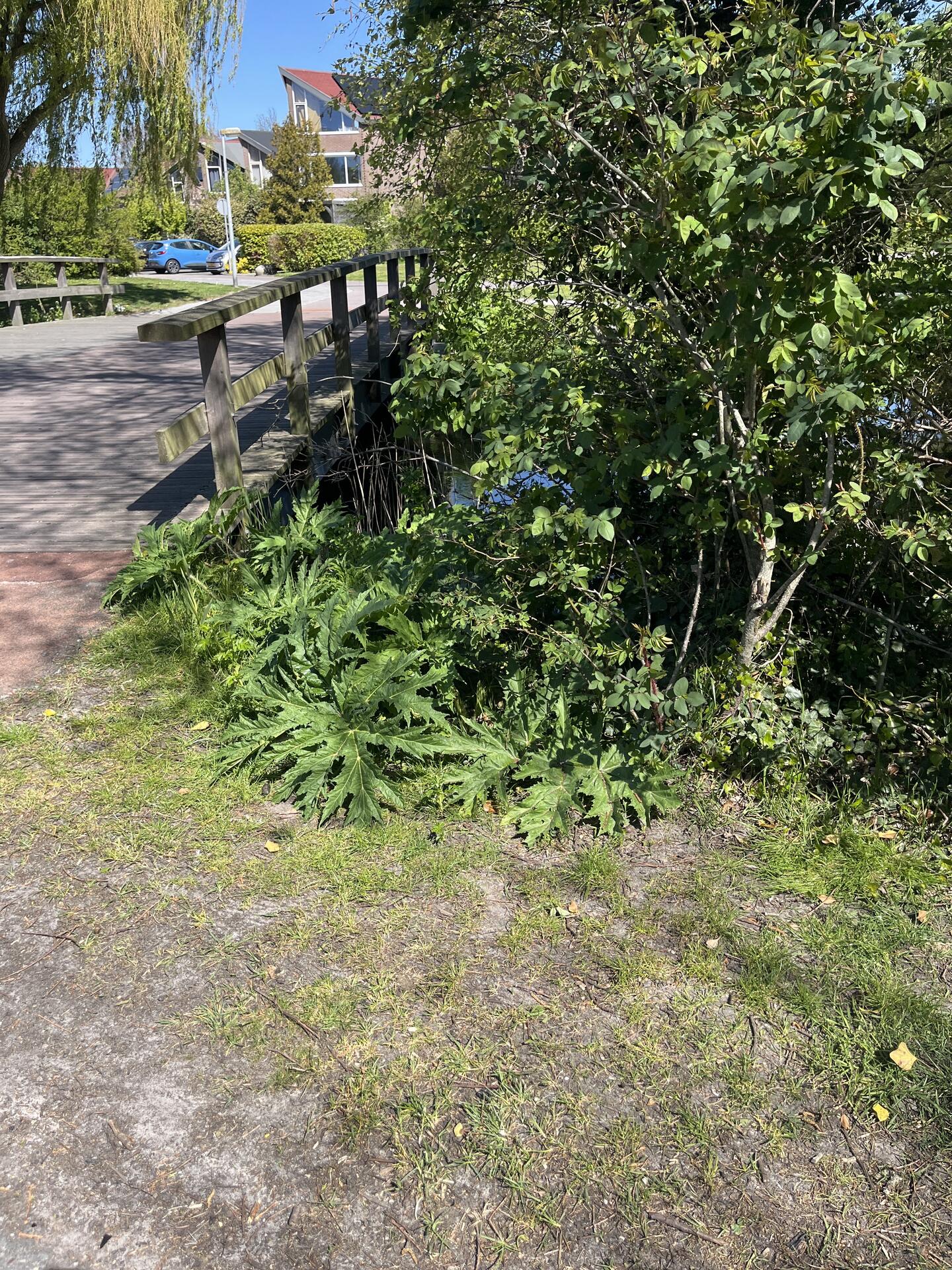 Foto bij melding 5059578 · Groenonderhoud