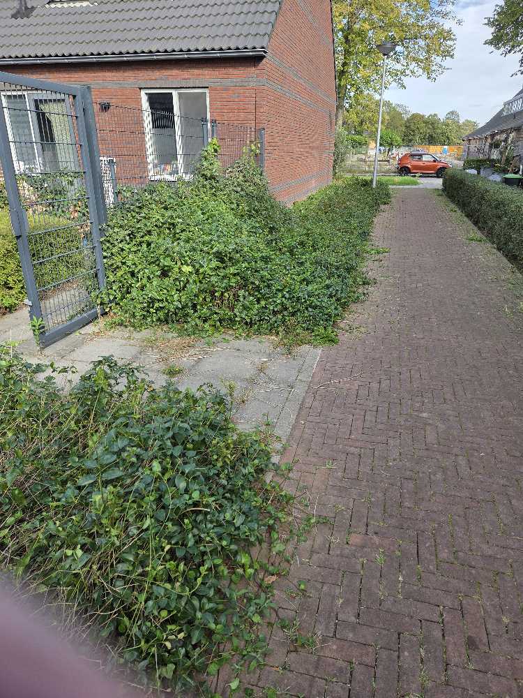 Foto bij melding 5535289 · Openbaar groen