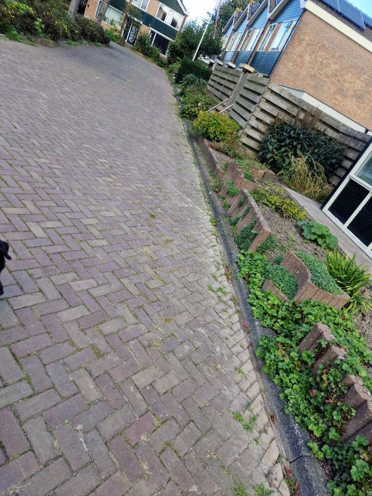 Foto bij melding 5602160 · Openbaar groen