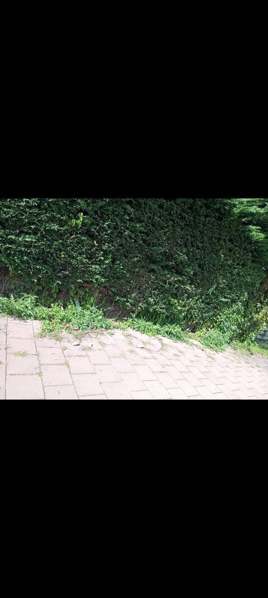 Foto bij melding 5591593 · Openbaar groen