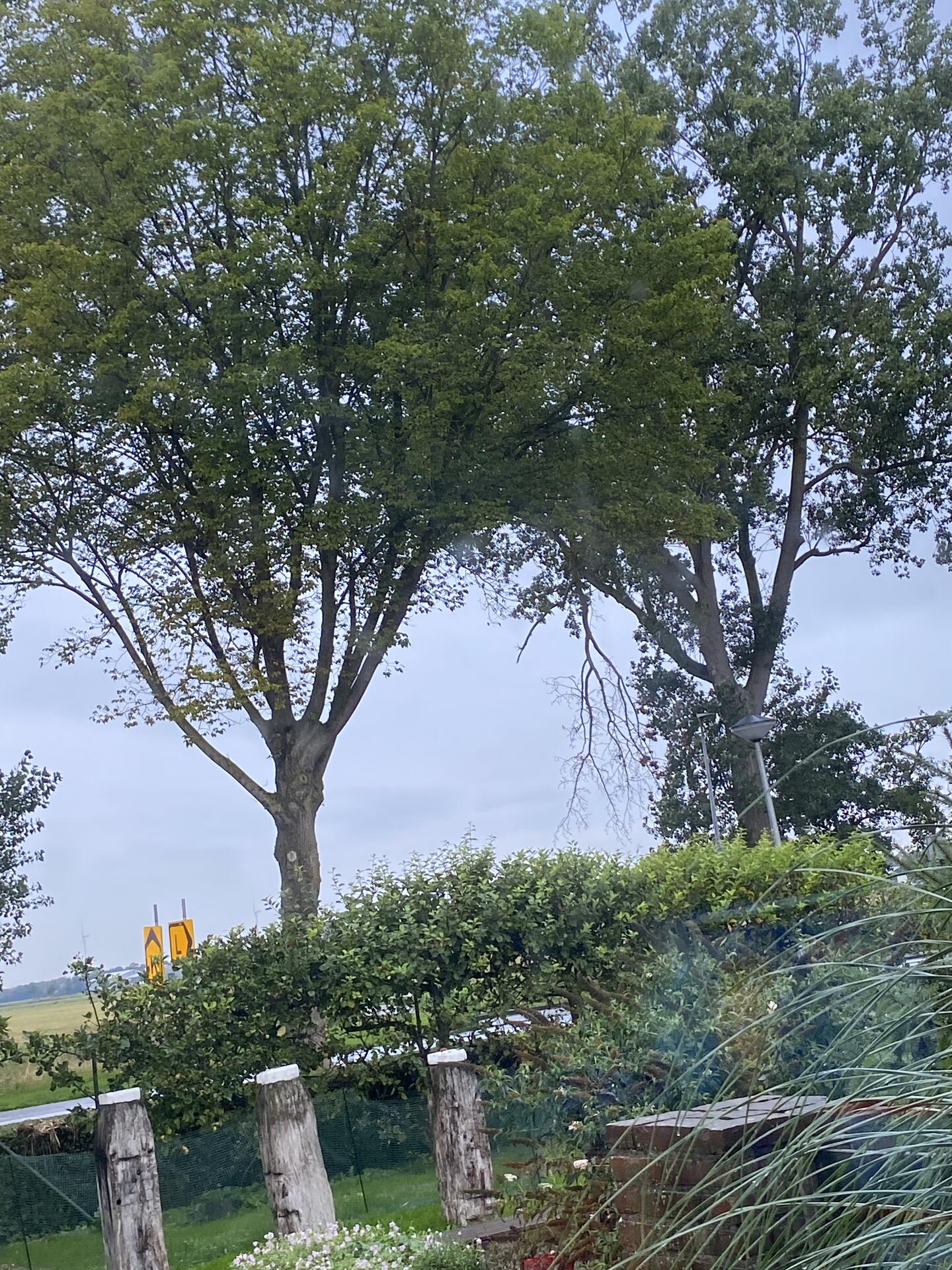 Foto bij melding 5565178 · Openbaar groen