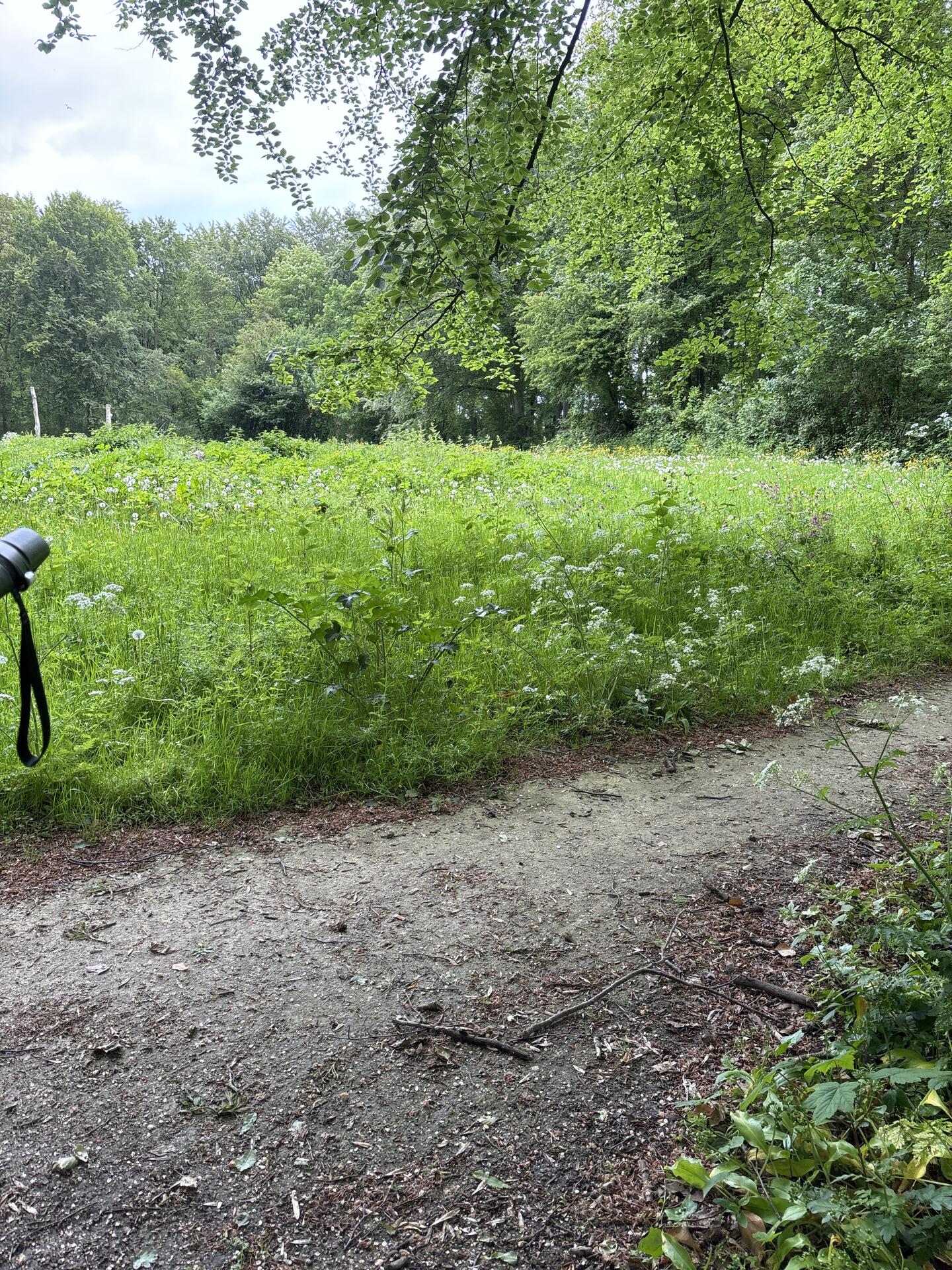Foto bij melding 5120908 · Openbaar groen