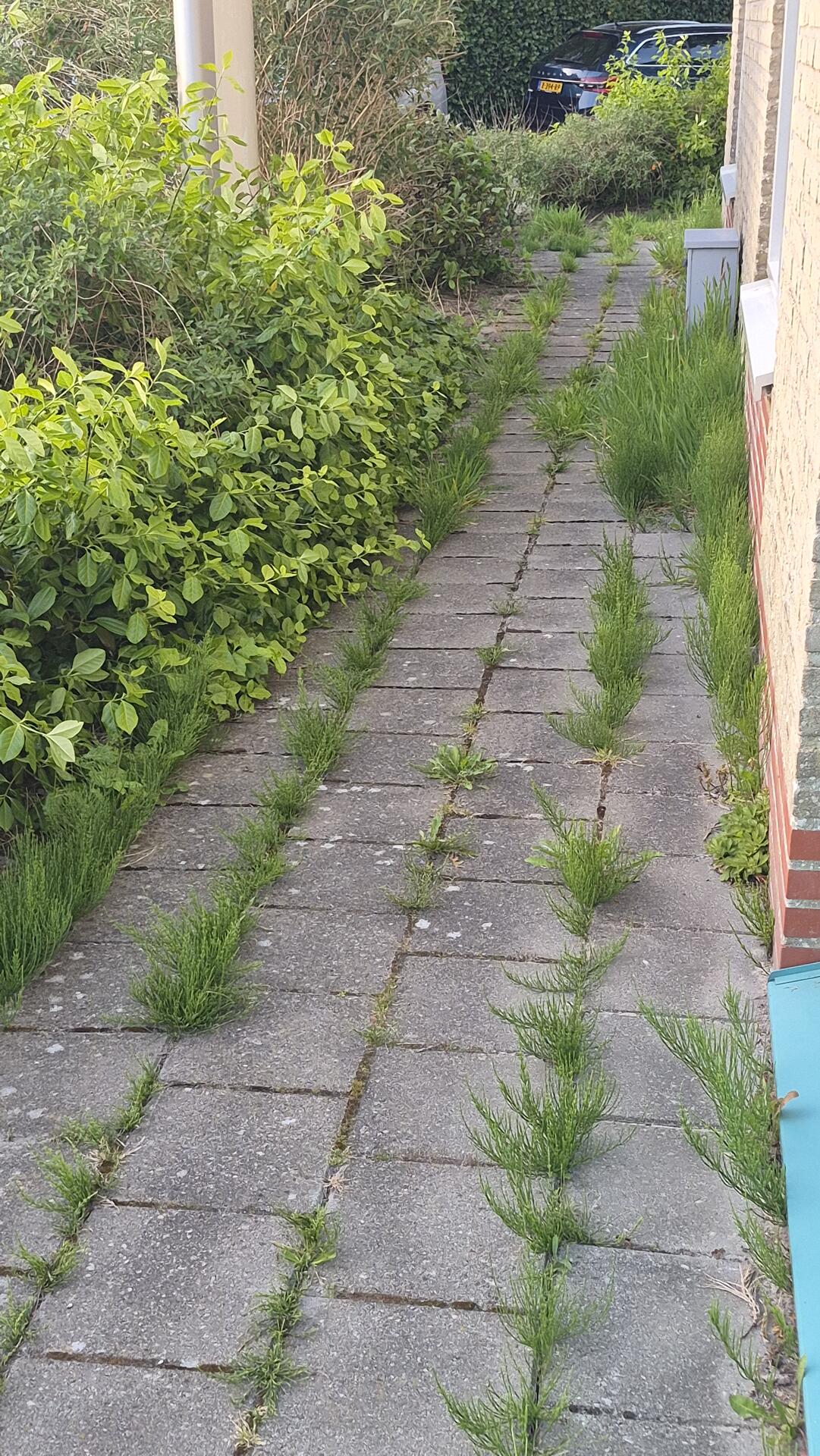 Foto bij melding 5129669 · Openbaar groen