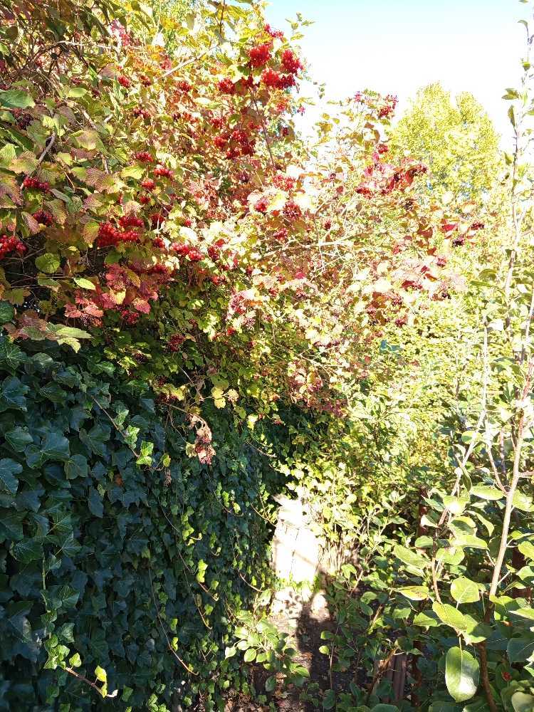 Foto bij melding 5616347 · Openbaar groen