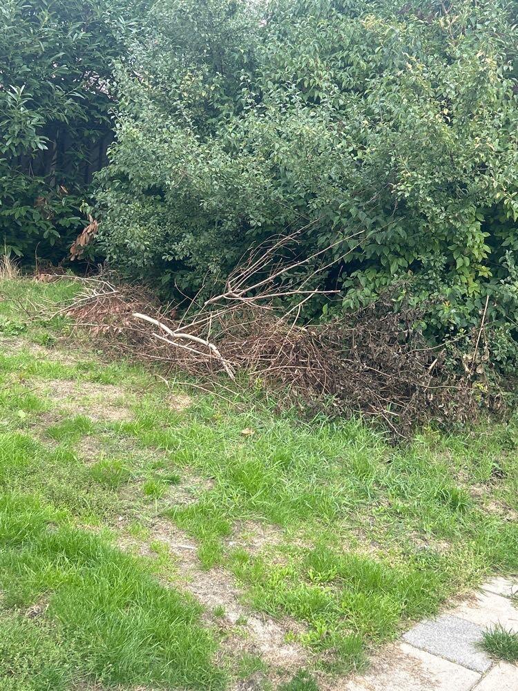 Foto bij melding 5562631 · Groenonderhoud