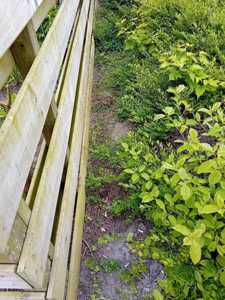 Foto bij melding 5048525 · Groen en bomen