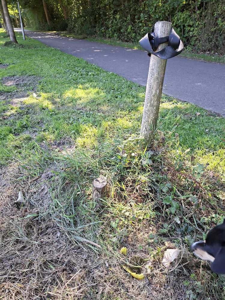 Foto bij melding 5503808 · Openbaar groen