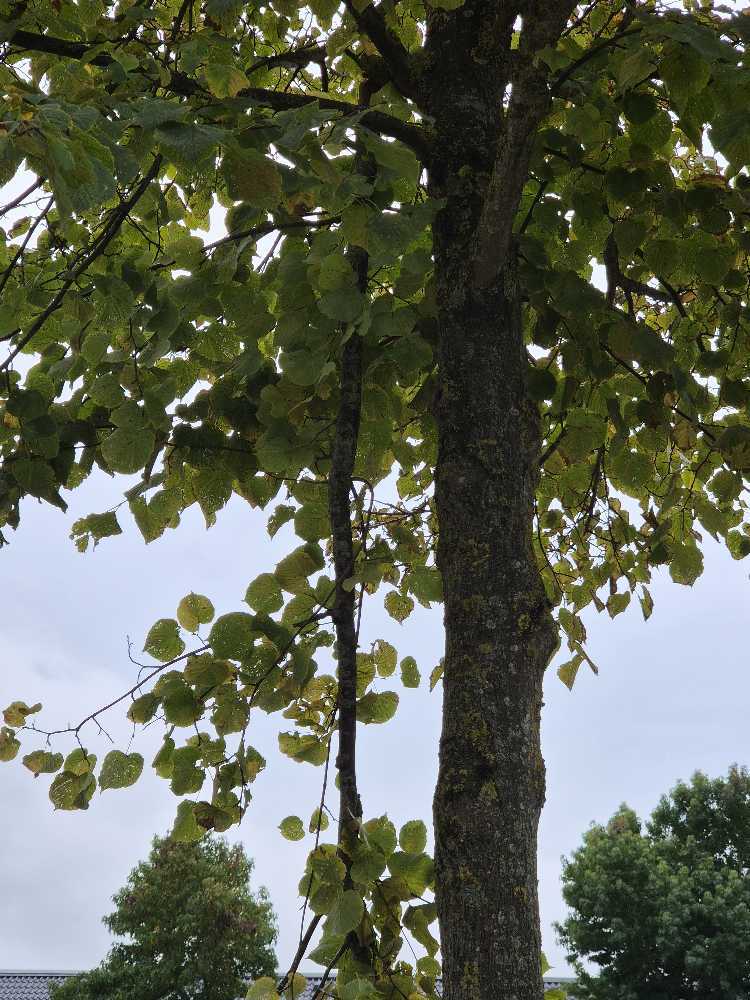 Foto bij melding 5629793 · Openbaar groen