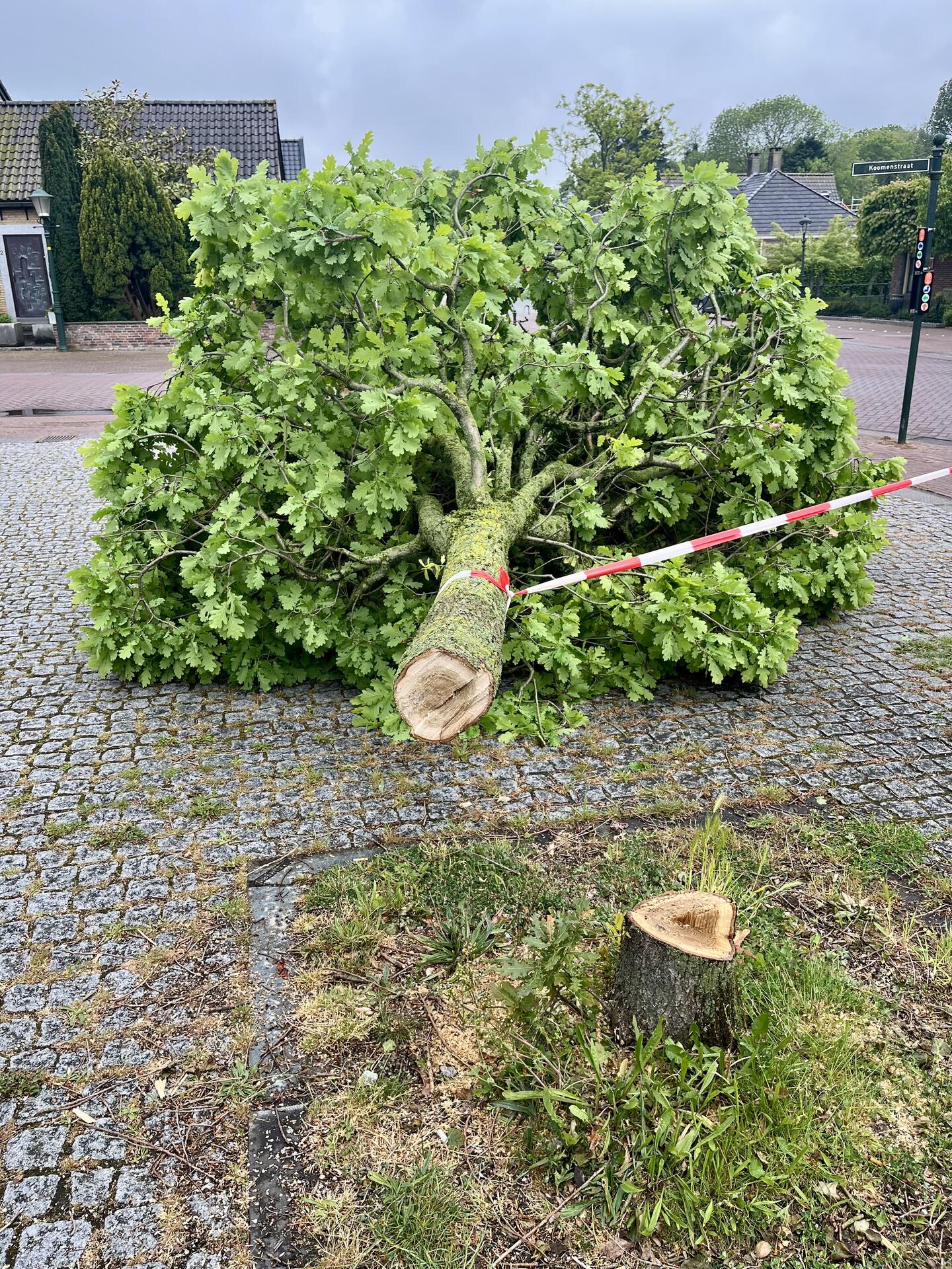 Foto bij melding 5113751 · Openbaar groen