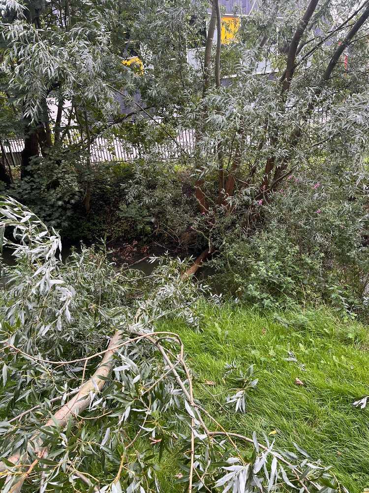 Foto bij melding 5541038 · Openbaar groen