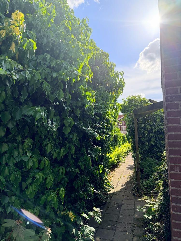 Foto bij melding 5132763 · Groen en bomen