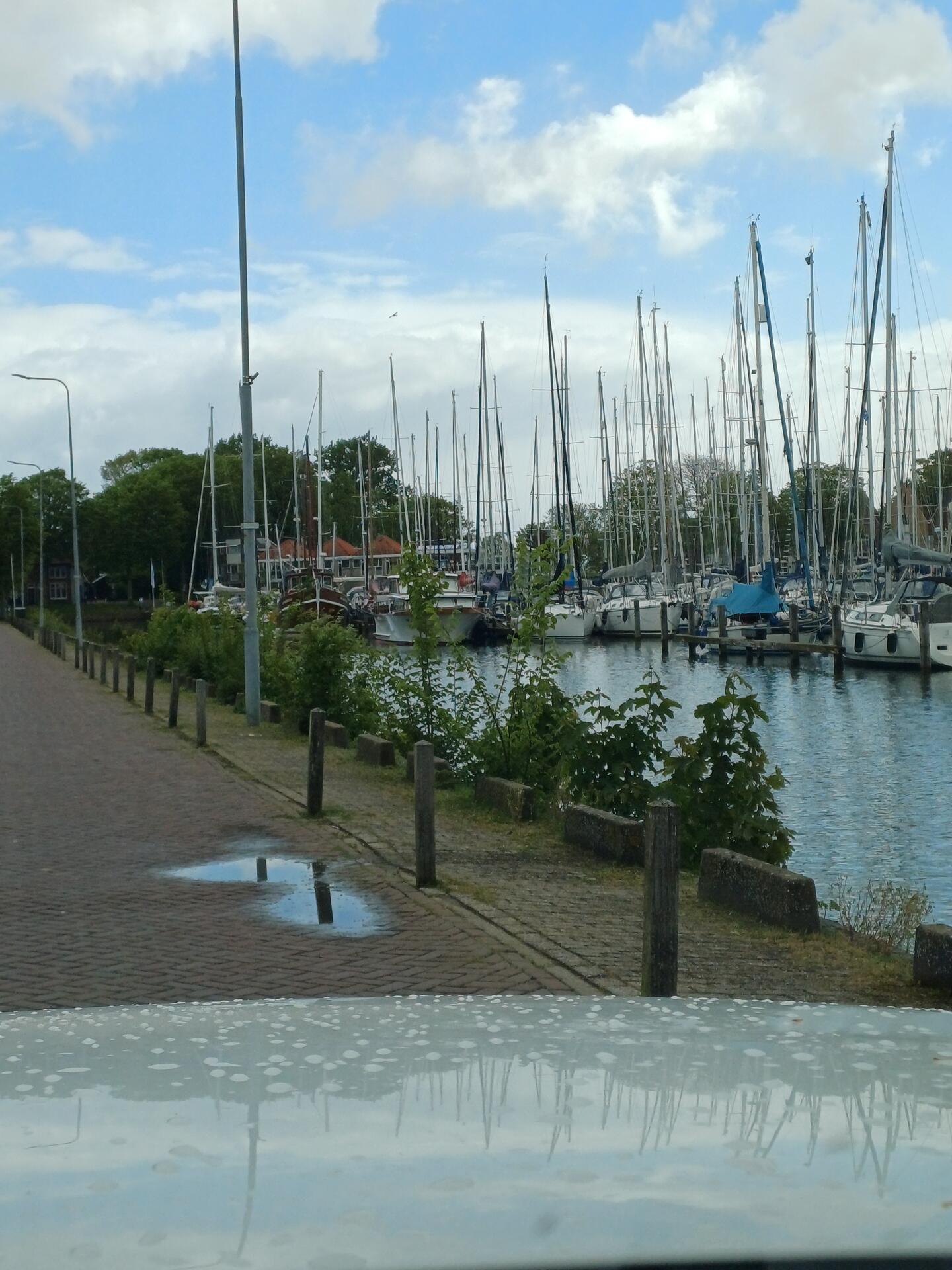 Foto bij melding 5102656 · Groen en bomen