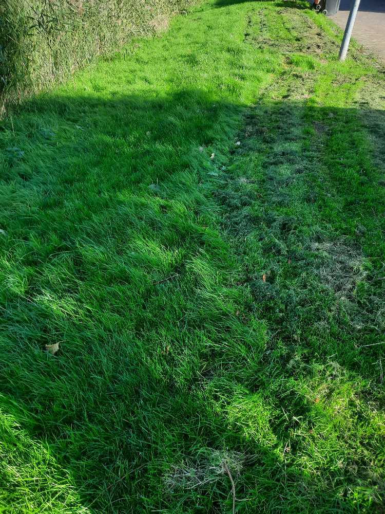 Foto bij melding 5707664 · Openbaar groen