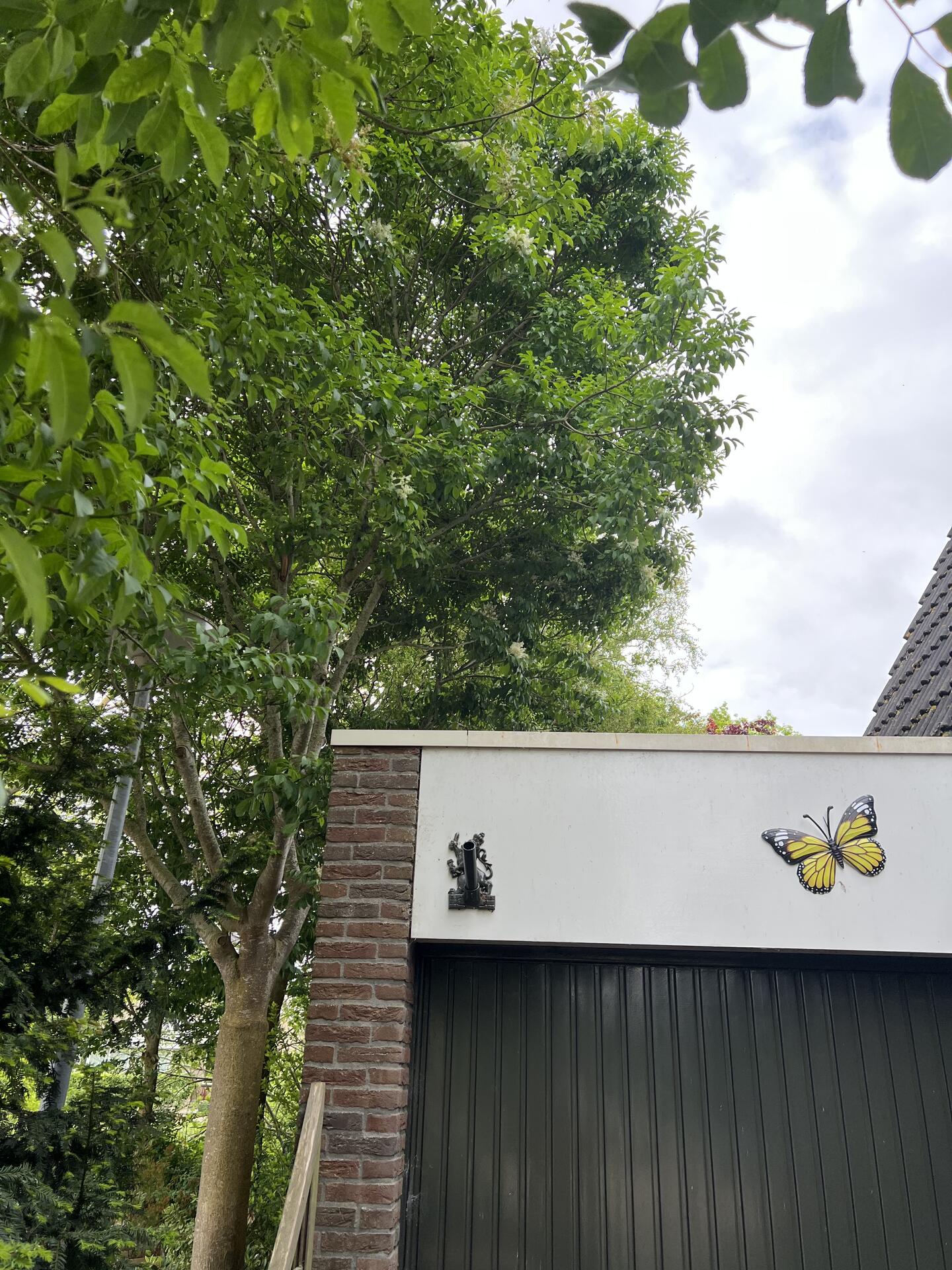 Foto bij melding 5123635 · Openbaar groen