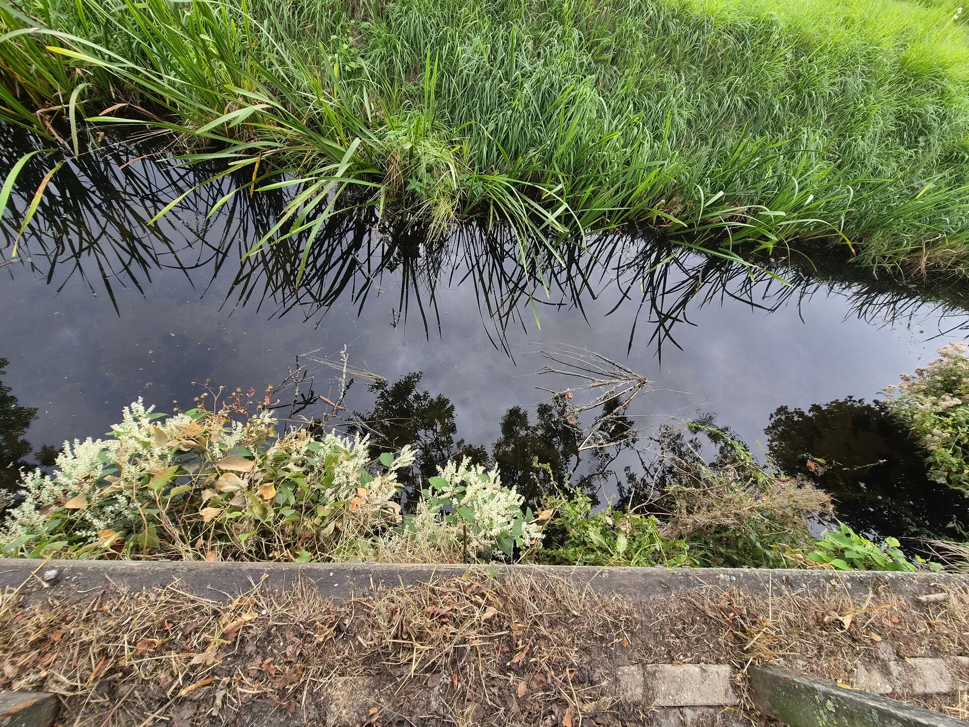 Foto bij melding 5603216 · Openbaar groen