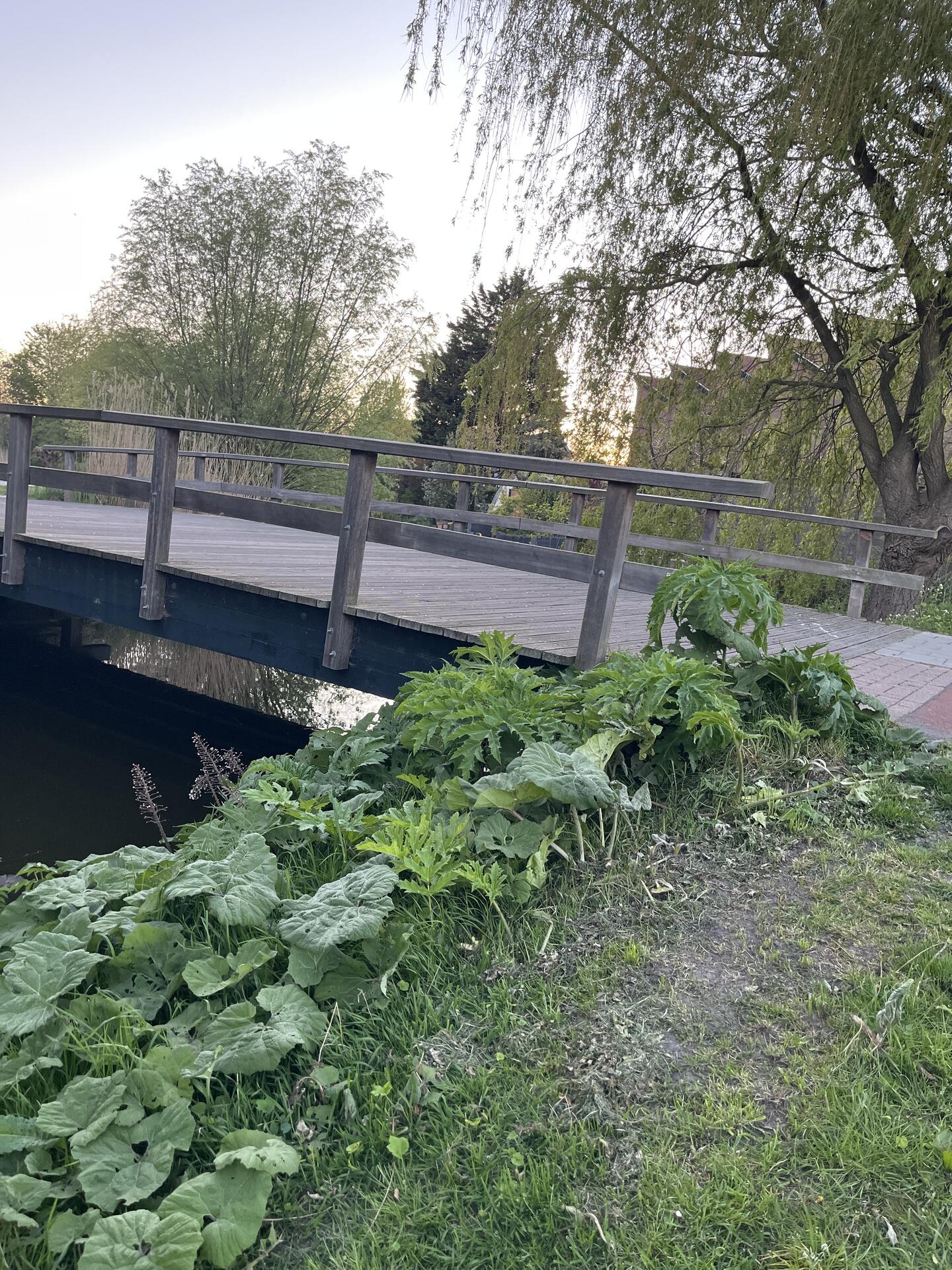 Foto bij melding 5060982 · Groenonderhoud