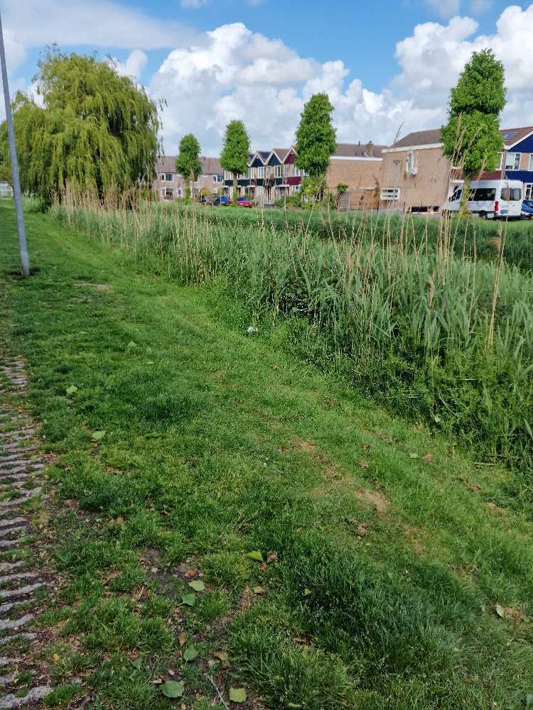 Foto bij melding 5125046 · Openbaar groen