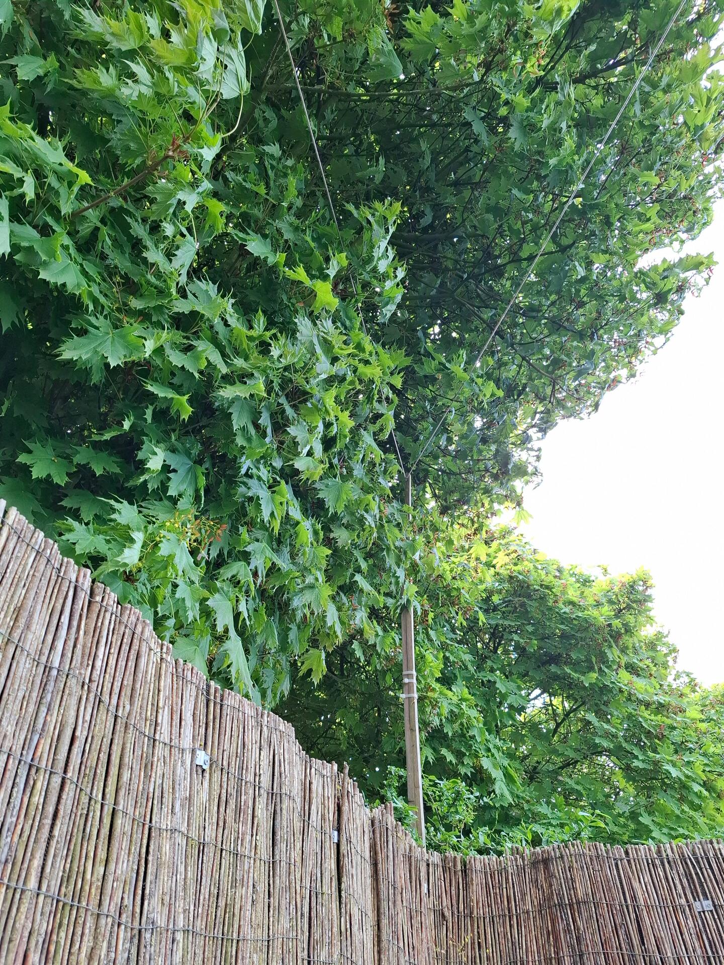 Foto bij melding 5071895 · Openbaar groen