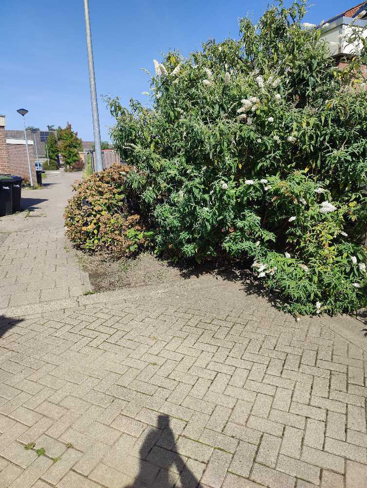 Foto bij melding 5550402 · Openbaar groen
