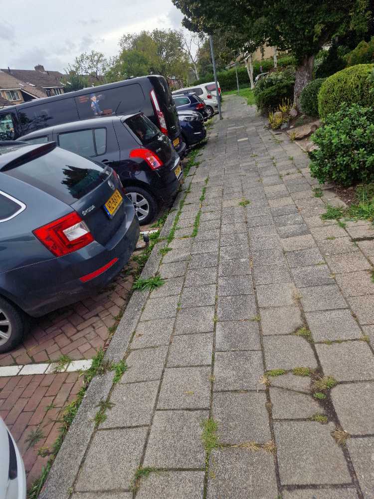 Foto bij melding 5543067 · Openbaar groen