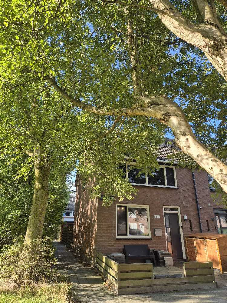 Foto bij melding 5532770 · Groenonderhoud