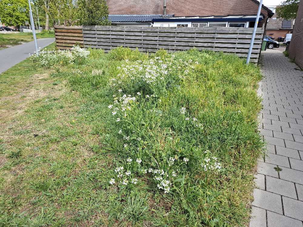 Foto bij melding 5099181 · Groenonderhoud