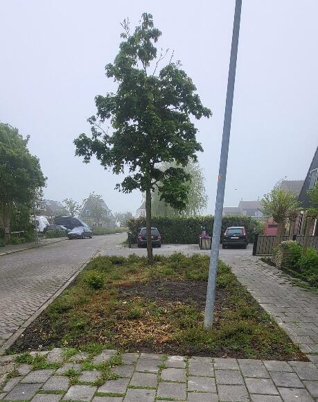Foto bij melding 5069581 · Openbaar groen