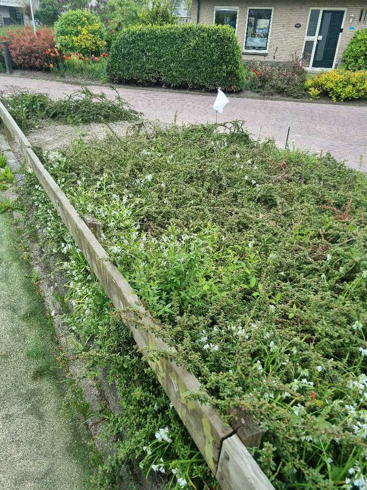 Foto bij melding 5085619 · Openbaar groen
