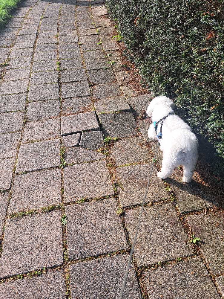 Foto bij melding 5652035 · Wegen, fietspaden, en stoepen