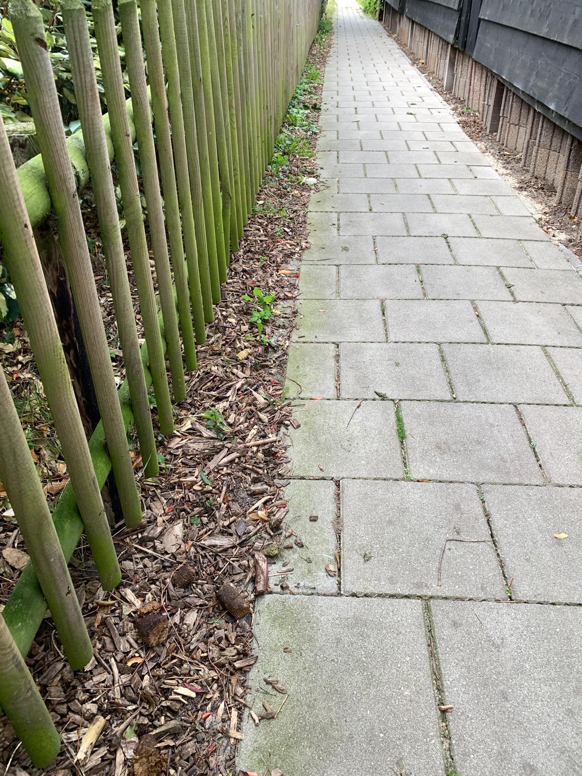 Foto bij melding 5693133 · Dieren