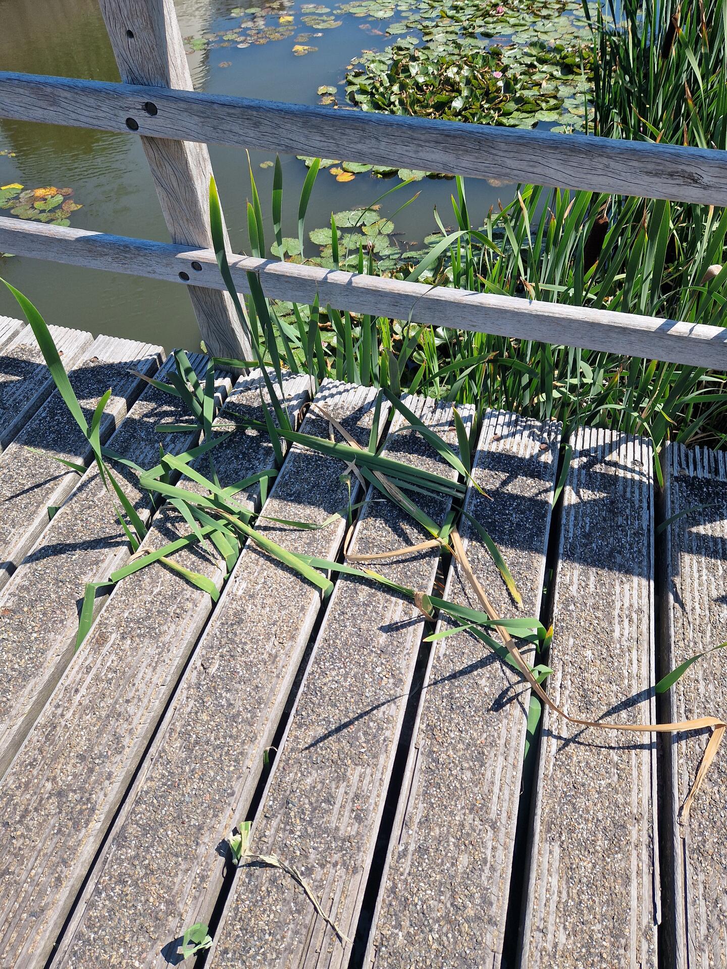 Foto bij melding 5458144 · Openbaar groen