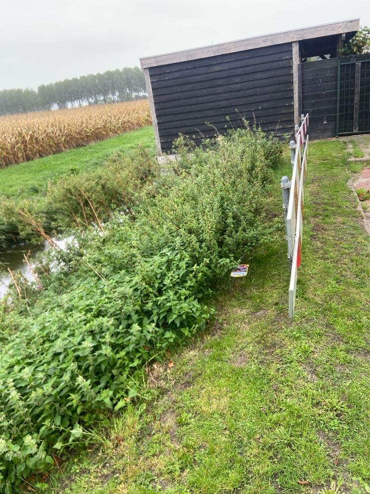 Foto bij melding 5594292 · Openbaar groen