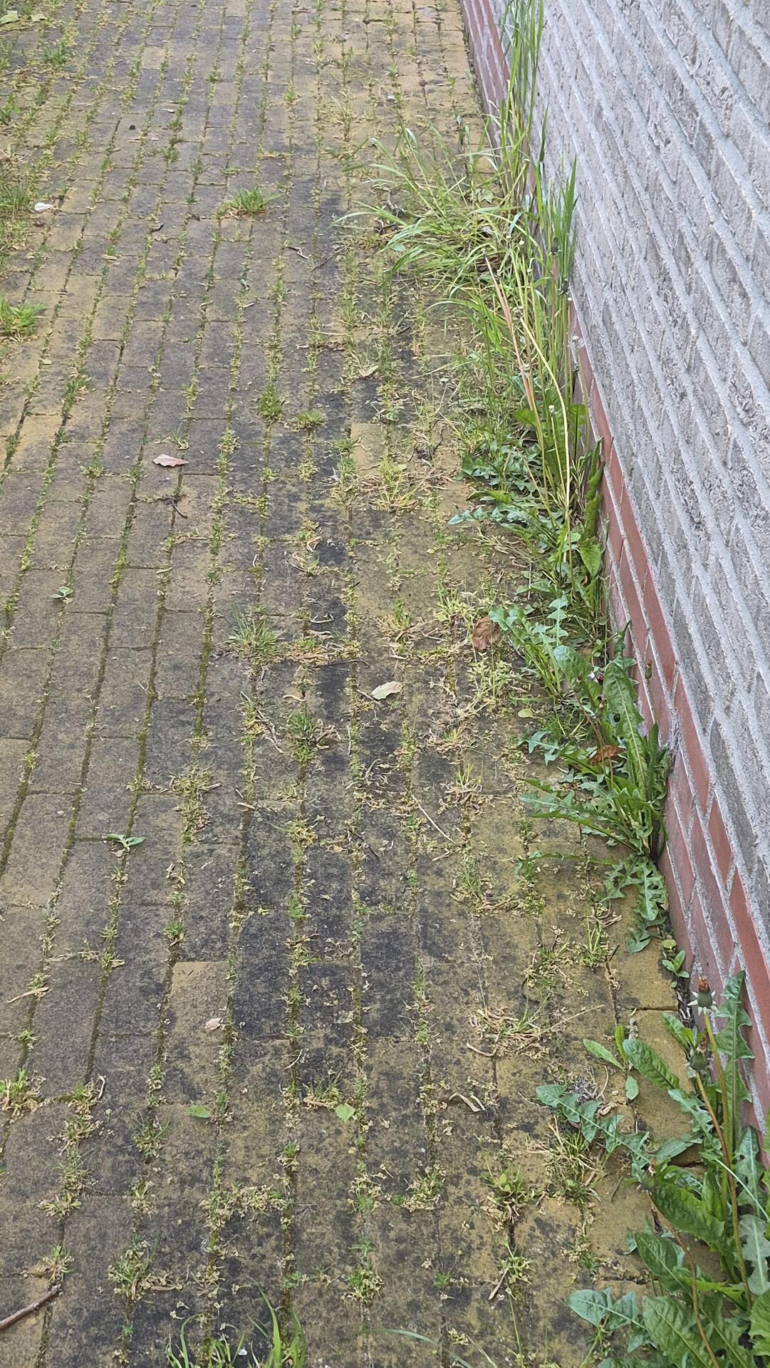 Foto bij melding 5129669 · Openbaar groen