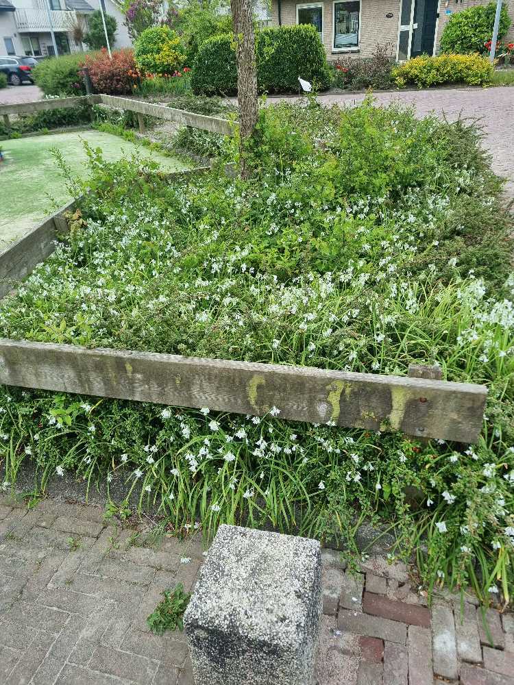 Foto bij melding 5085619 · Openbaar groen