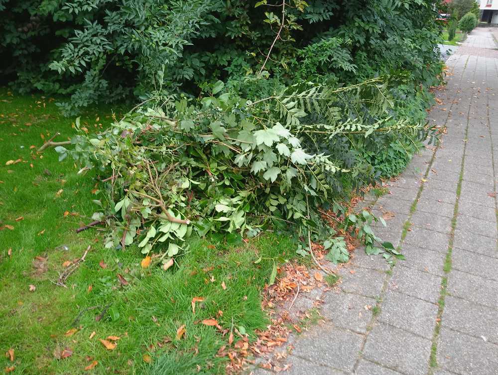 Foto bij melding 5610704 · Openbaar groen