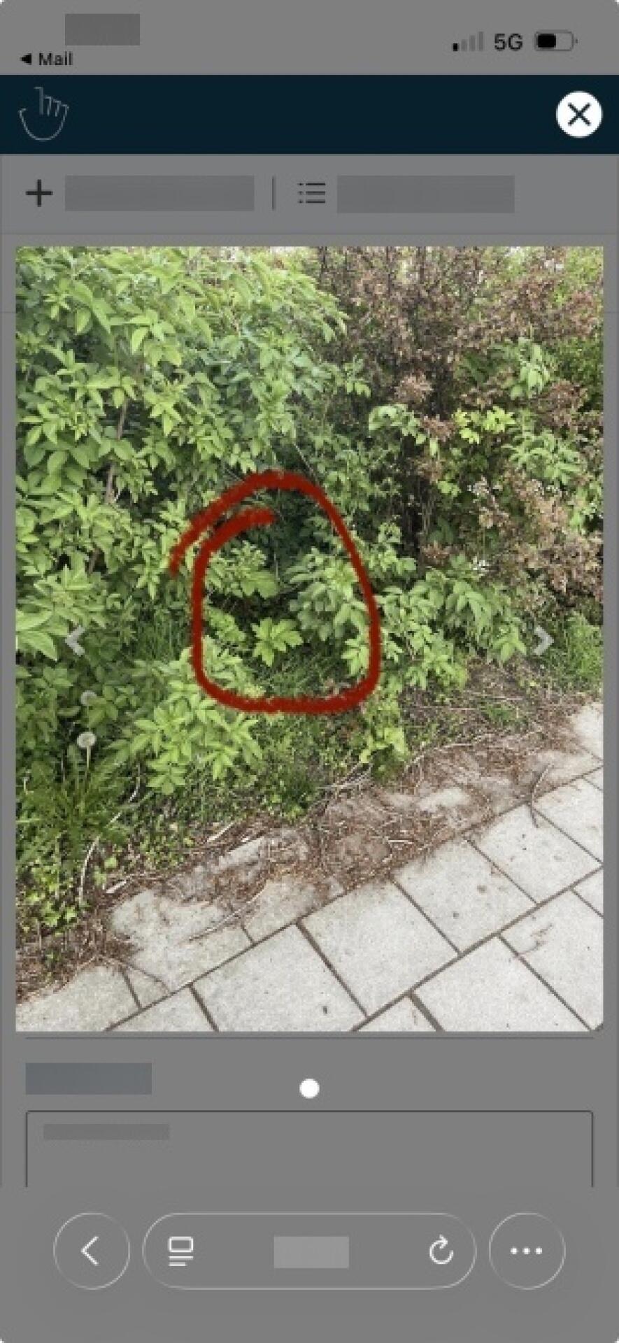 Foto bij melding 5060955 · Groenonderhoud