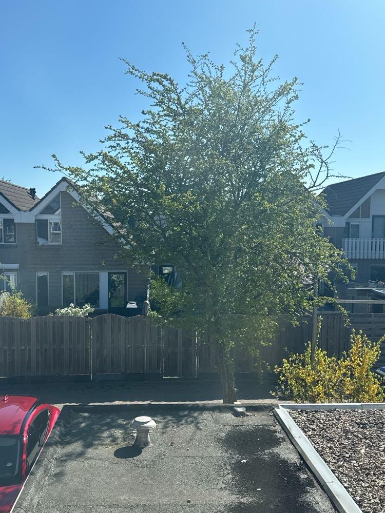 Foto bij melding 5034712 · Groenonderhoud