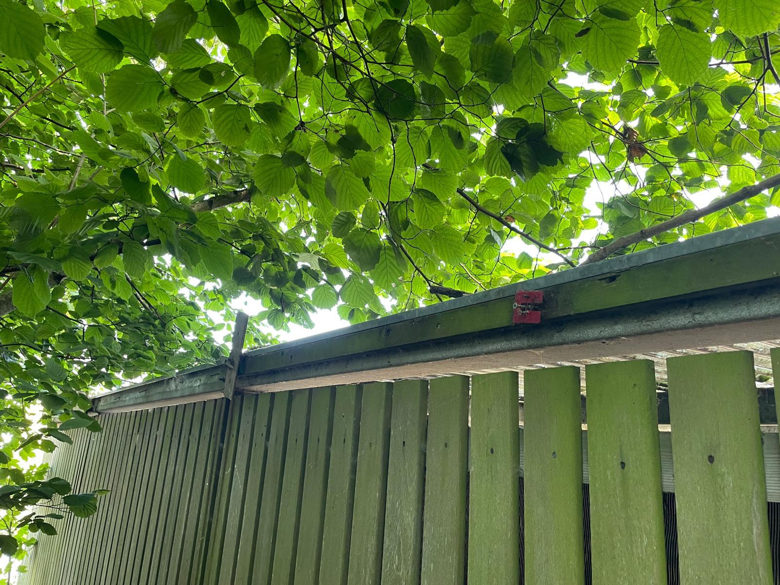 Foto bij melding 5458226 · Openbaar groen