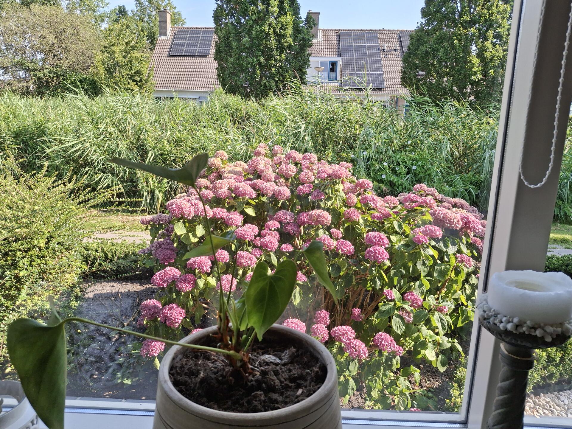Foto bij melding 5580935 · Openbaar groen