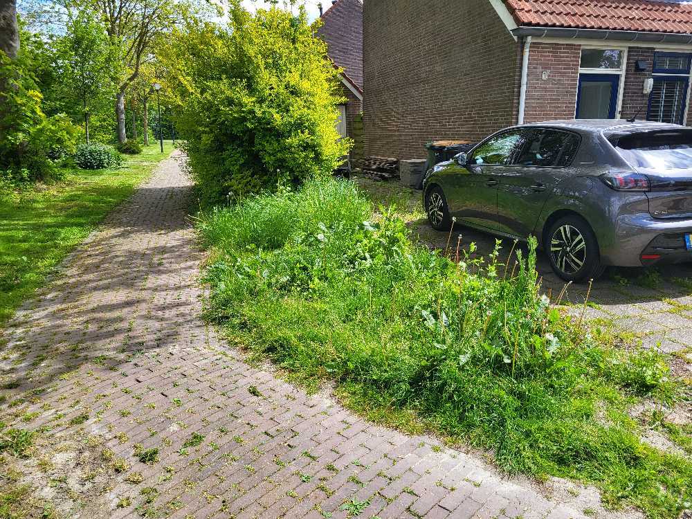 Foto bij melding 5095985 · Openbaar groen