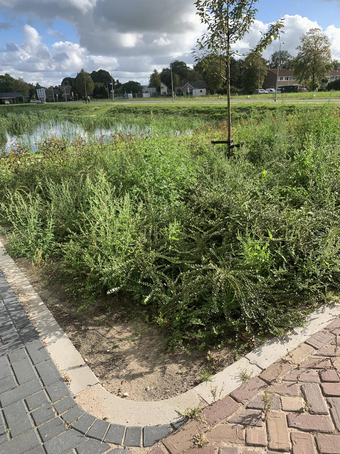Foto bij melding 5613025 · Openbaar groen
